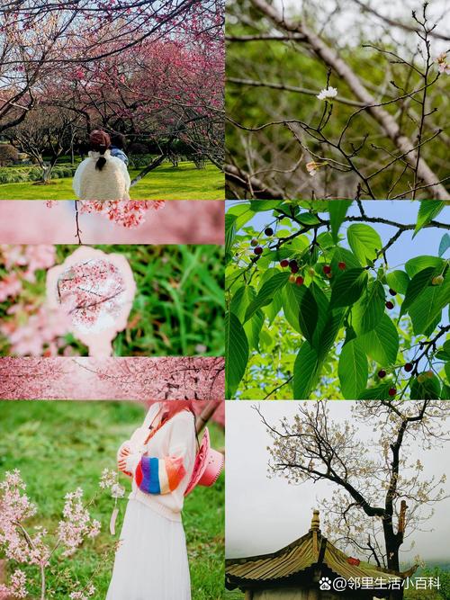 绍兴樱花哪里看?春日赏樱与园艺指南 结语