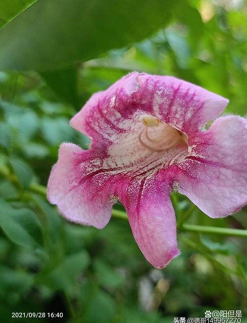 非洲凌霄花可以扦插吗?保姆级繁殖育苗技术指南 基质配制与环境参数设定