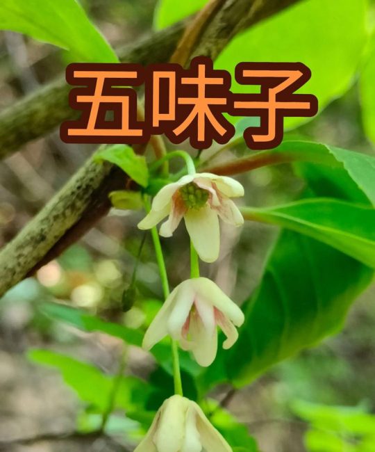 五味子有什么作用？详解药用功效、食用方法及安全禁忌