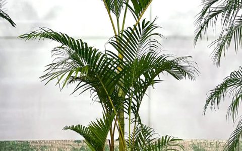 散尾竹开花的秘密：形态、花期与养护全解析