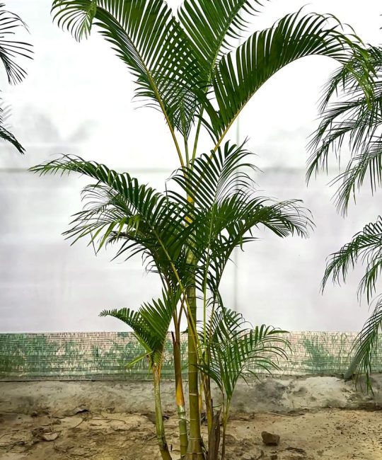 散尾竹开花的秘密：形态、花期与养护全解析