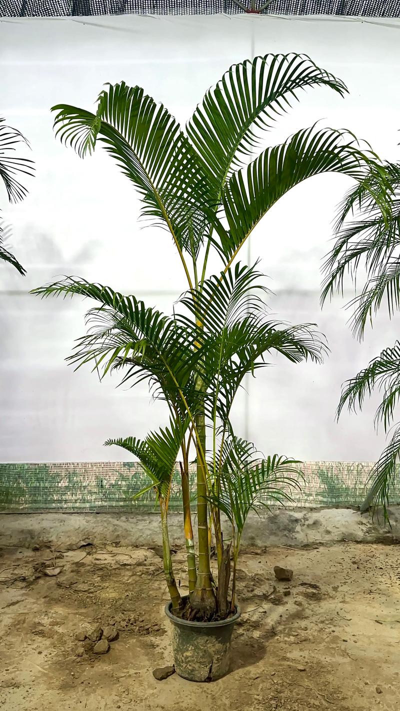 散尾竹开花的秘密:形态、花期与养护全解析 散尾竹开花的秘密:形态、花期与养护全解析