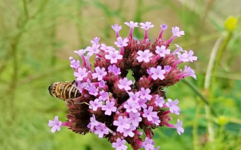 青岛马鞭草花海在哪里？柳叶马鞭草观赏与盆栽养护全指南