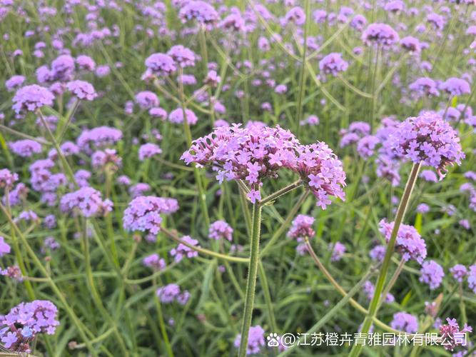 青岛马鞭草花海在哪里?柳叶马鞭草观赏与盆栽养护全指南 盆栽/地栽选择决策