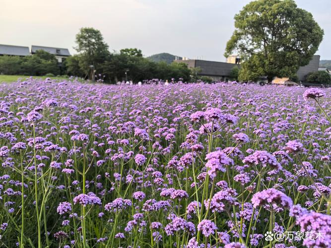 青岛马鞭草花海在哪里?柳叶马鞭草观赏与盆栽养护全指南 修剪促花系统指导
