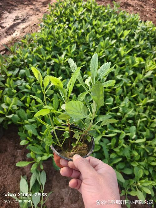 青岛马鞭草花海在哪里?柳叶马鞭草观赏与盆栽养护全指南 FAQ