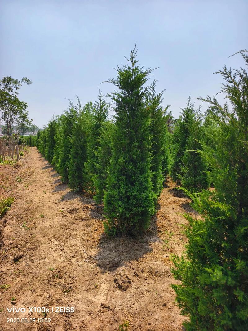 根系状态评估与装车运输要求