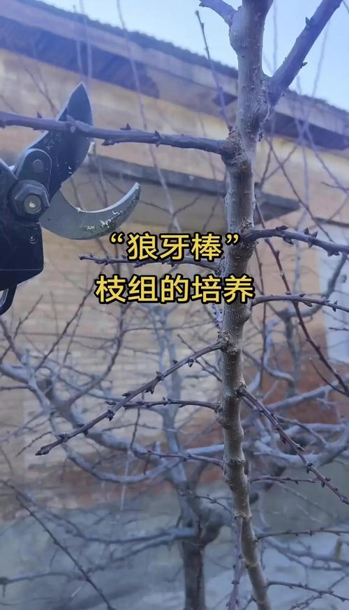 大杏树怎么修剪才能结更多果?——杏树高产养护全攻略 施肥