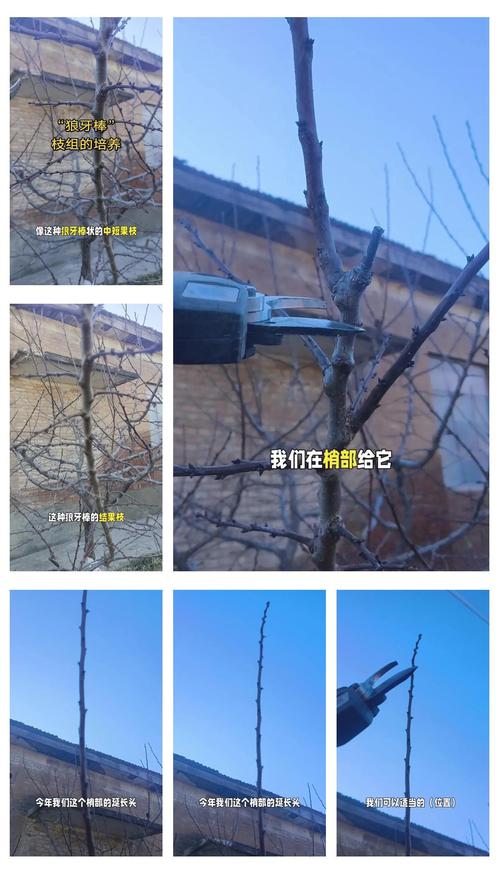 大杏树怎么修剪才能结更多果?——杏树高产养护全攻略 越冬越夏