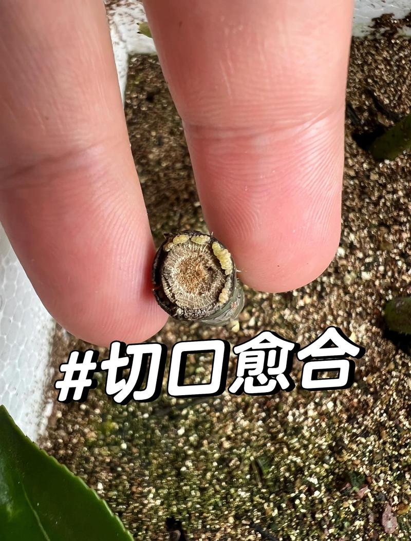 合欢树什么时候扦插?最佳时间、基质配比与生根管理全解析 扦插时间与气候区适配