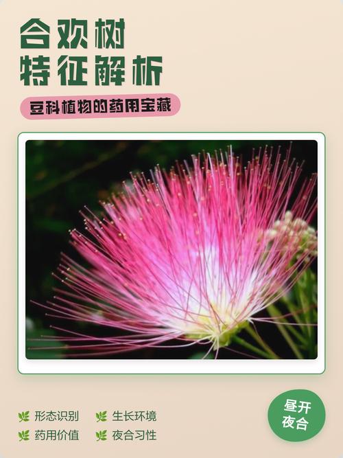 合欢树什么时候扦插?最佳时间、基质配比与生根管理全解析 常见失败案例与补救