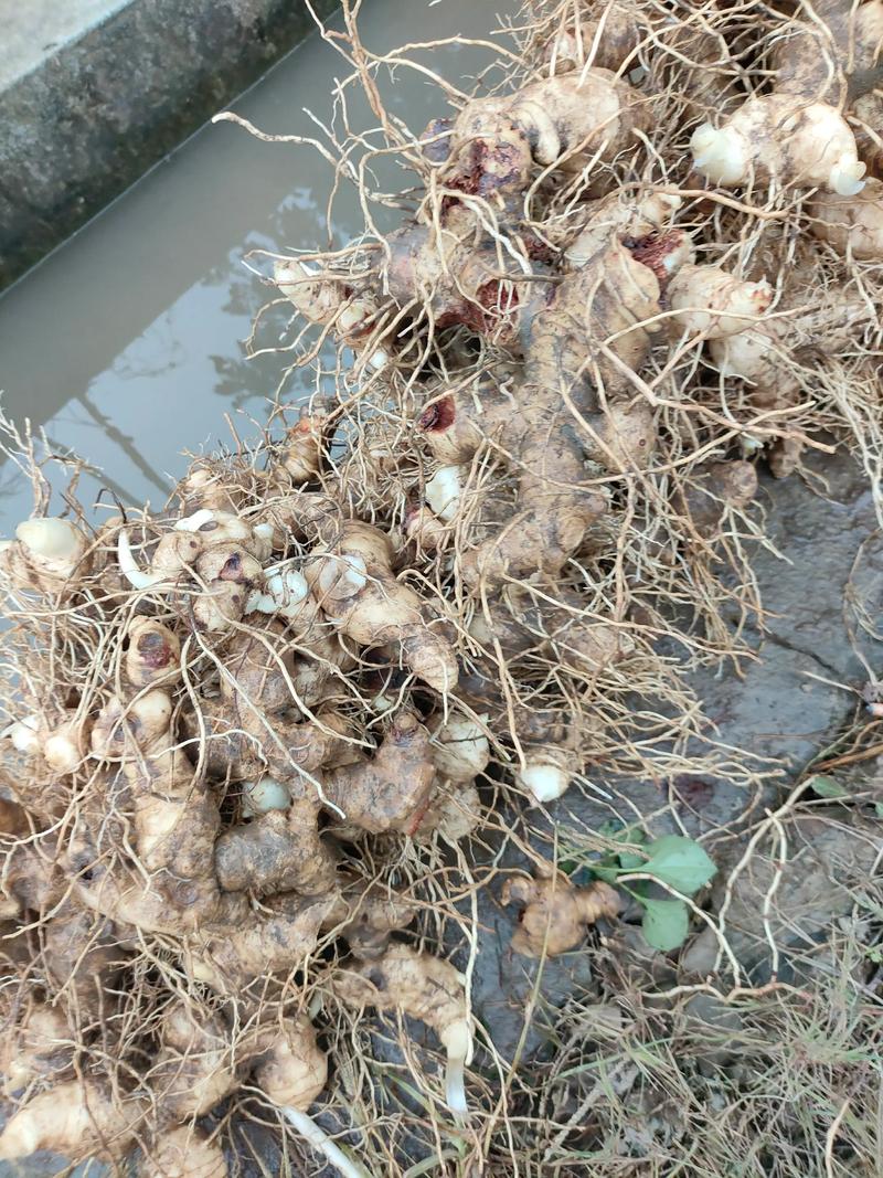 黄精(老虎姜)怎么种?从选时到成活的七步操作指南 三、栽前处理