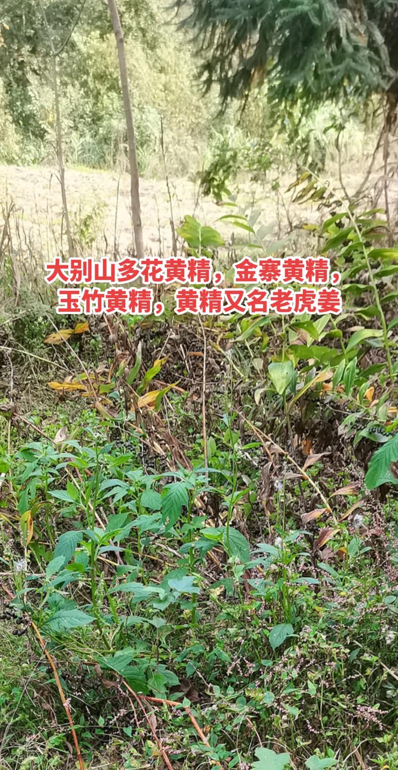 黄精(老虎姜)怎么种?从选时到成活的七步操作指南 六、缓苗管理