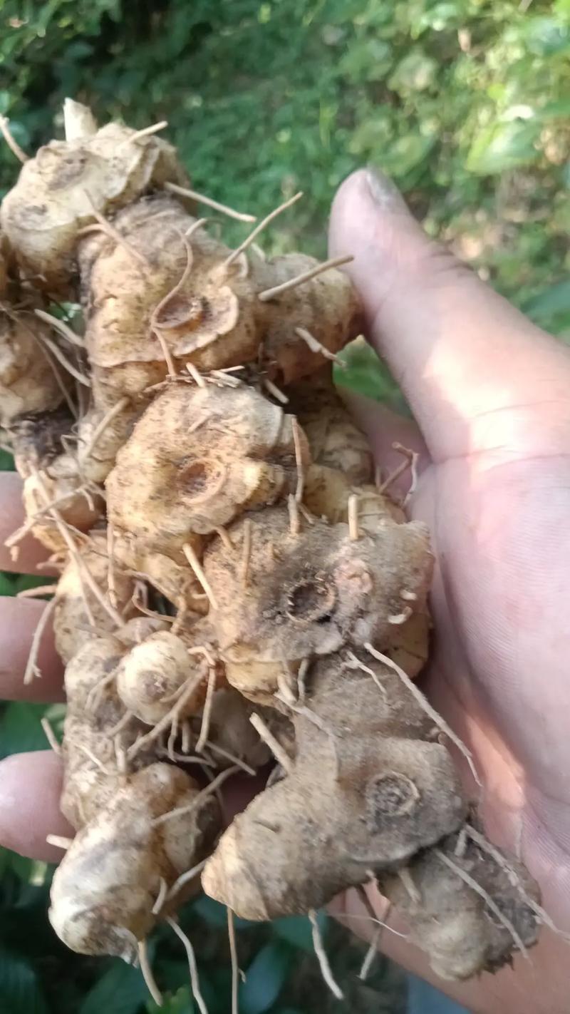 黄精(老虎姜)怎么种?从选时到成活的七步操作指南 七、成活注意事项