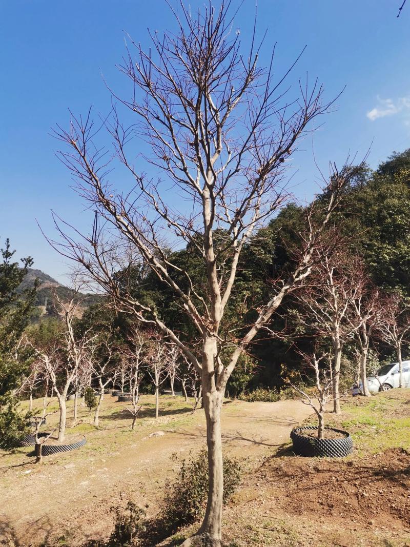 红枫树好活吗?庭院红枫选购移栽养护全攻略(树形·规格·移栽·支撑) 修剪与长期管理