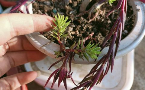 太阳花老桩如何过冬？记住5℃临界线，做到“控水停肥剪弱枝”