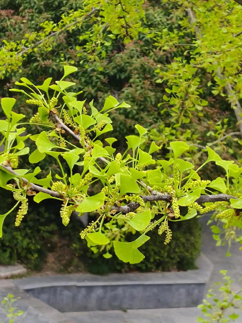 银杏树开花季节与种植养护全攻略(树形·遮荫·移栽) 行道树与庭院规格选型:胸径12-15cm的雄株为行道树首选
