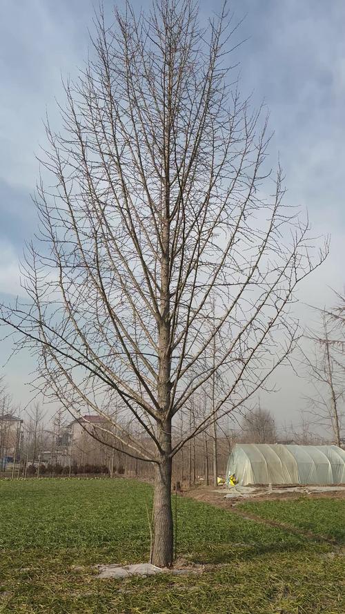 银杏树开花季节与种植养护全攻略(树形·遮荫·移栽) 修剪与长期管理:休眠期疏枝与短截,生长季只修剪病弱枝