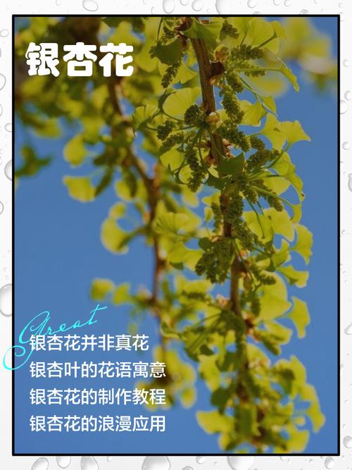 银杏树开花季节与种植养护全攻略(树形·遮荫·移栽) 总结:银杏树花期虽短,但观赏价值与生态价值极高