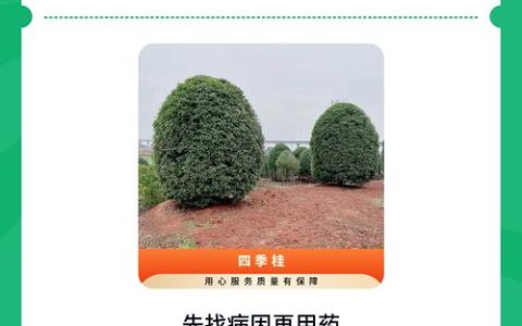 桂花黄叶怎么补救最快方法：四大病因排查与急救指南