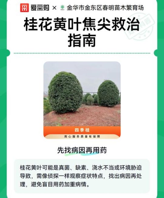 桂花黄叶怎么补救最快方法：四大病因排查与急救指南