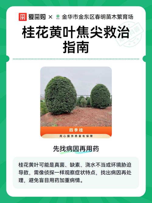 桂花黄叶怎么补救最快方法:四大病因排查与急救指南 桂花黄叶怎么补救最快方法:四大病因排查与急救指南
