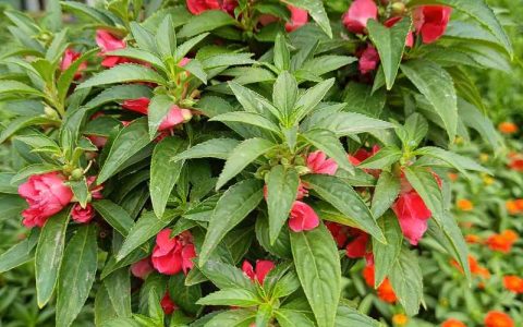 凤仙花和长春花哪个好养？