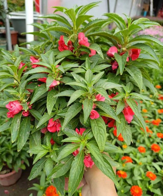 凤仙花和长春花哪个好养？