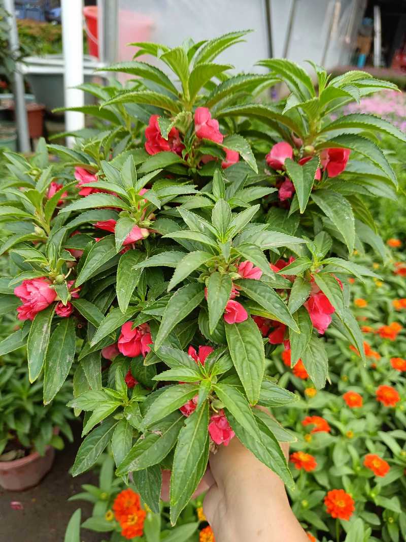 凤仙花和长春花哪个好养? 一、凤仙花 vs 长春花:6大维度对比表