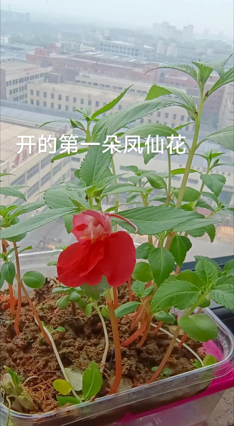凤仙花和长春花哪个好养? 三、最终选择建议