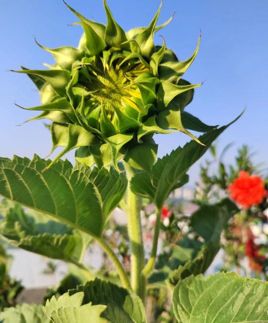 向阳花（向日葵）的象征意义与庭院盆栽养护指南