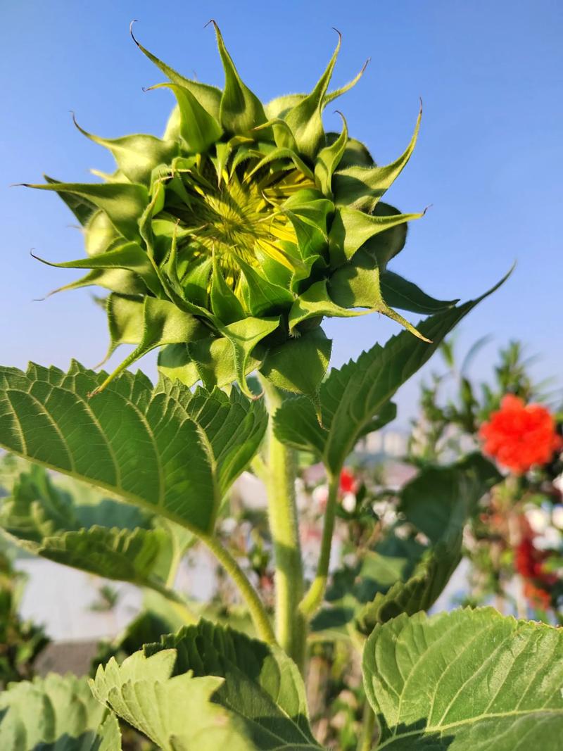 向阳花(向日葵)的象征意义与庭院盆栽养护指南 向阳花(向日葵)的象征意义与庭院盆栽养护指南
