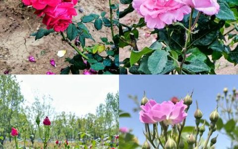 大连室外适合种什么花？——以月季为例的种植技术全指南