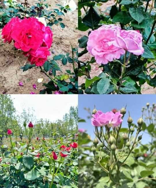 大连室外适合种什么花？——以月季为例的种植技术全指南