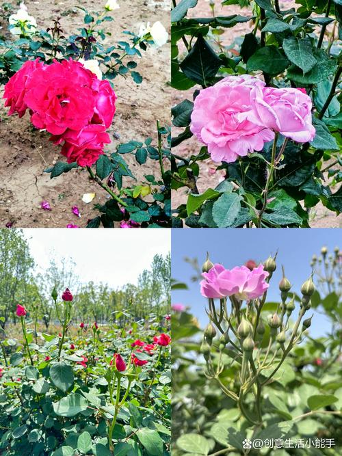 大连室外适合种什么花?——以月季为例的种植技术全指南 一、适宜时间