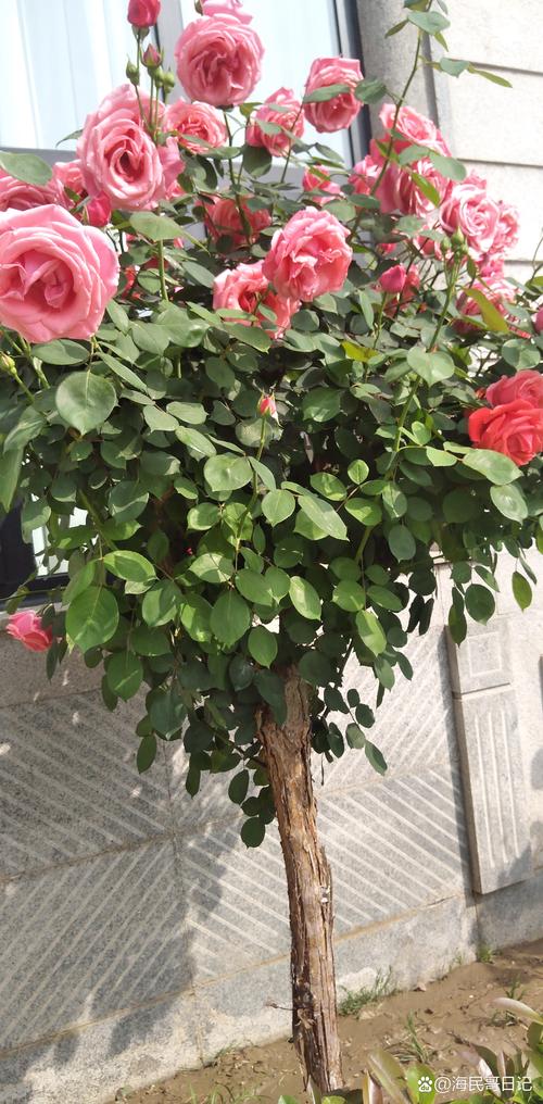 大连室外适合种什么花?——以月季为例的种植技术全指南 二、土壤环境