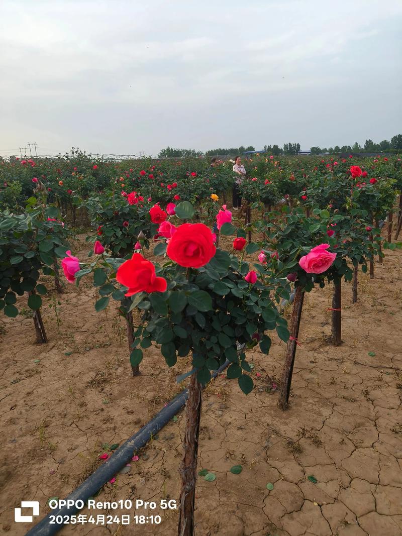 大连室外适合种什么花?——以月季为例的种植技术全指南 四、栽植深度