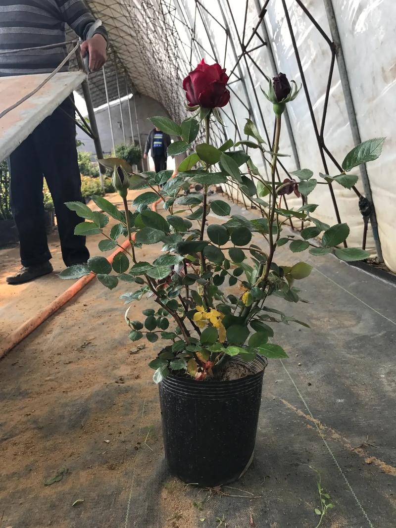大连室外适合种什么花?——以月季为例的种植技术全指南 七、成活注意事项