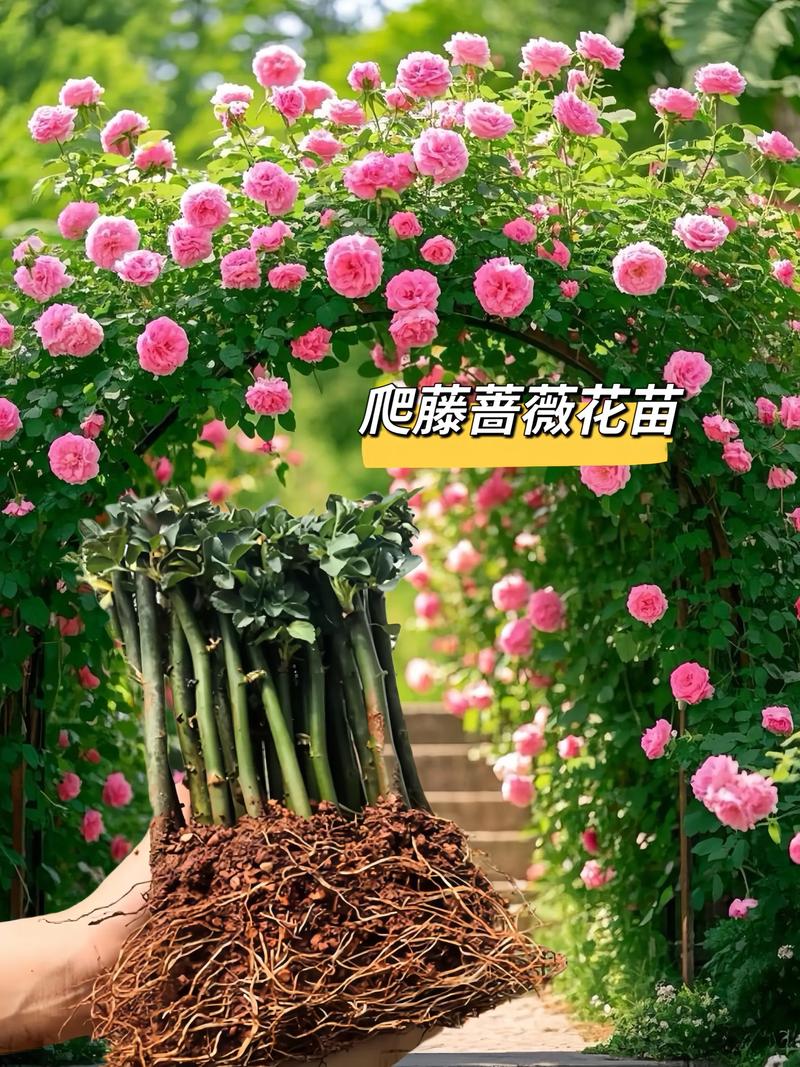 大连室外适合种什么花?——以月季为例的种植技术全指南 六、缓苗管理