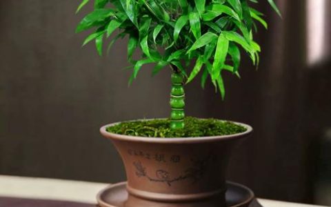 家里种罗汉竹好不好？庭院与盆栽园艺设计师的科学解读