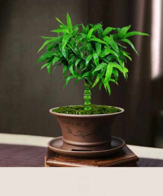 家里种罗汉竹好不好？庭院与盆栽园艺设计师的科学解读