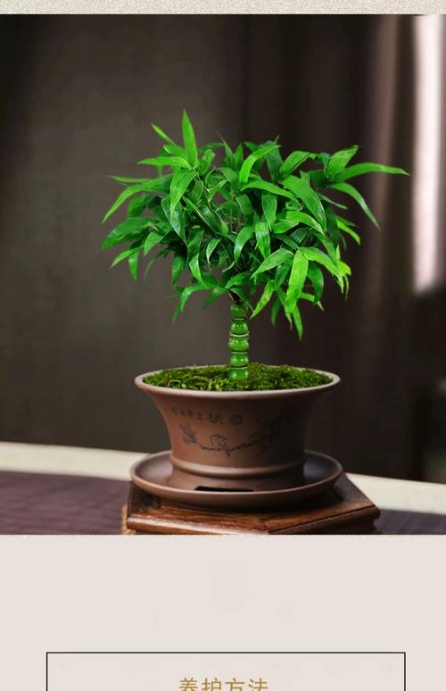 家里种罗汉竹好不好?庭院与盆栽园艺设计师的科学解读 家里种罗汉竹好不好?园艺设计师的理性分析