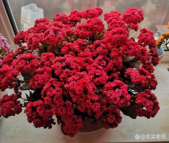 爆菊花是什么?园艺人眼中的极致盛花状态与养护要点 修剪促花系统指导