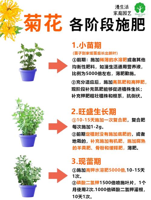 爆菊花是什么?园艺人眼中的极致盛花状态与养护要点 越冬与越夏管理