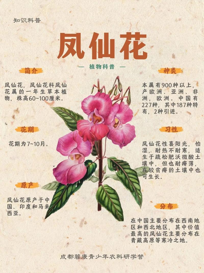 凤仙花能不能水培?家庭水培条件与养护全攻略 四种常见错误及避免方法