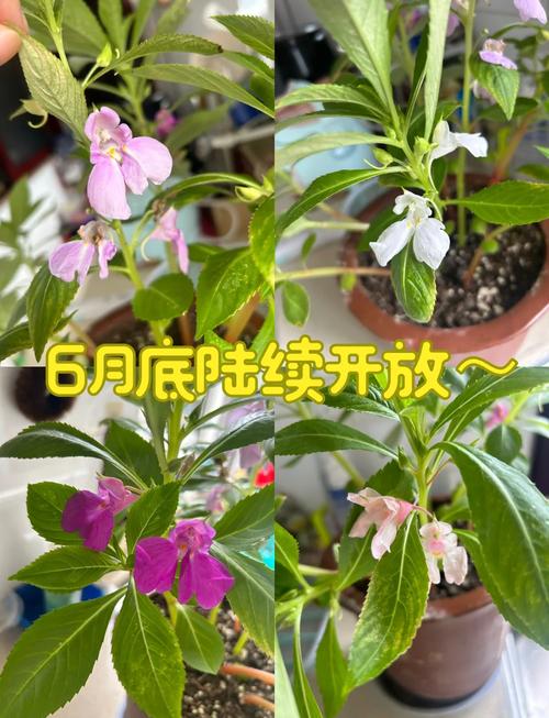 凤仙花能不能水培?家庭水培条件与养护全攻略 水培凤仙花的操作步骤