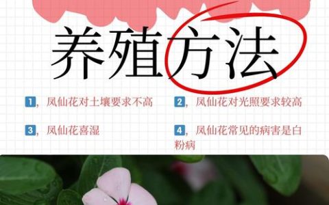 凤仙花能不能水培？家庭水培条件与养护全攻略