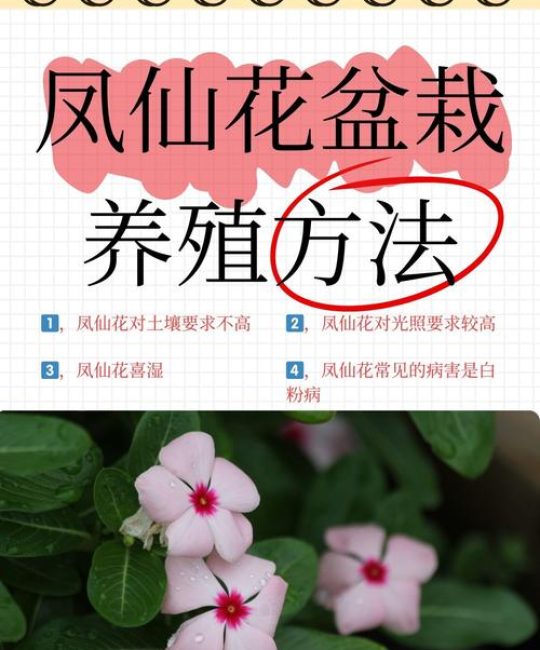 凤仙花能不能水培？家庭水培条件与养护全攻略