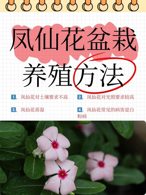 凤仙花能不能水培?家庭水培条件与养护全攻略 水培前必须确认的三个条件