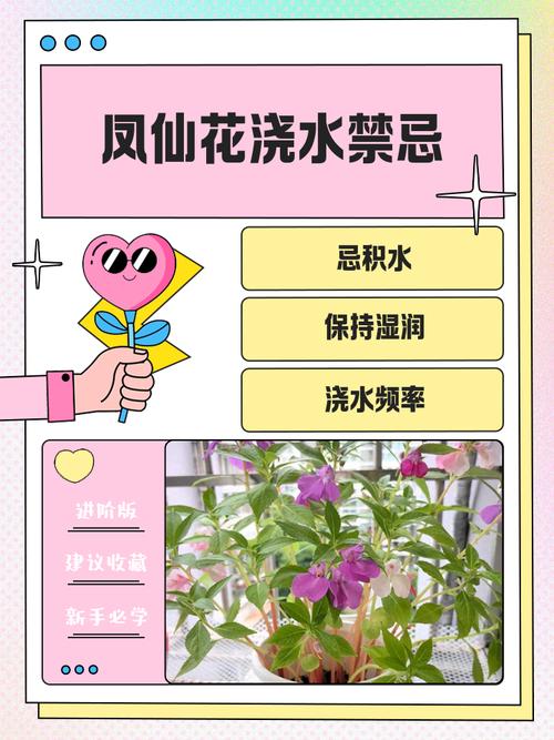 凤仙花能不能水培?家庭水培条件与养护全攻略 水培凤仙花的扩繁控制